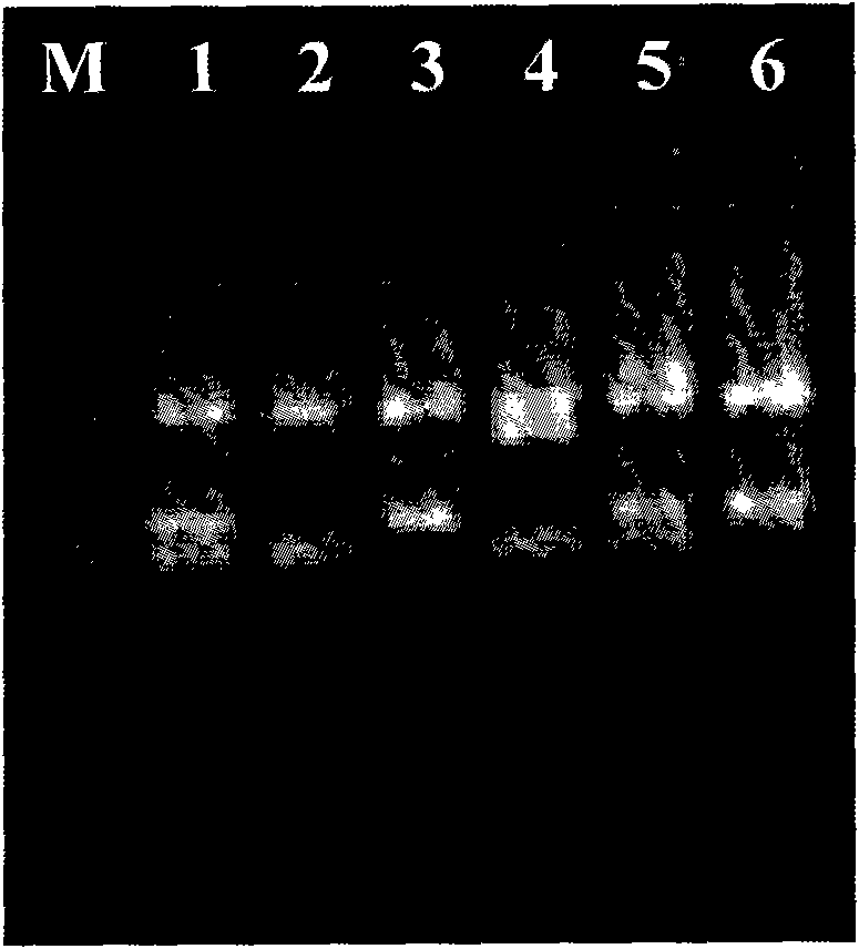 Primer set and kit for quickly detecting various melon viruses