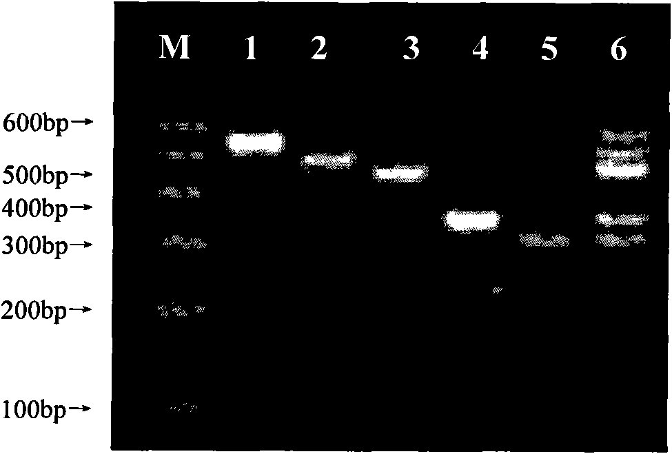 Primer set and kit for quickly detecting various melon viruses