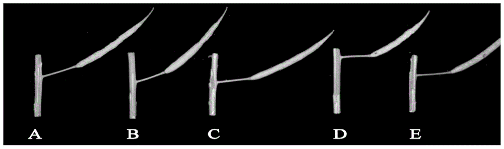 A method for high-throughput determination of plant type based on image processing