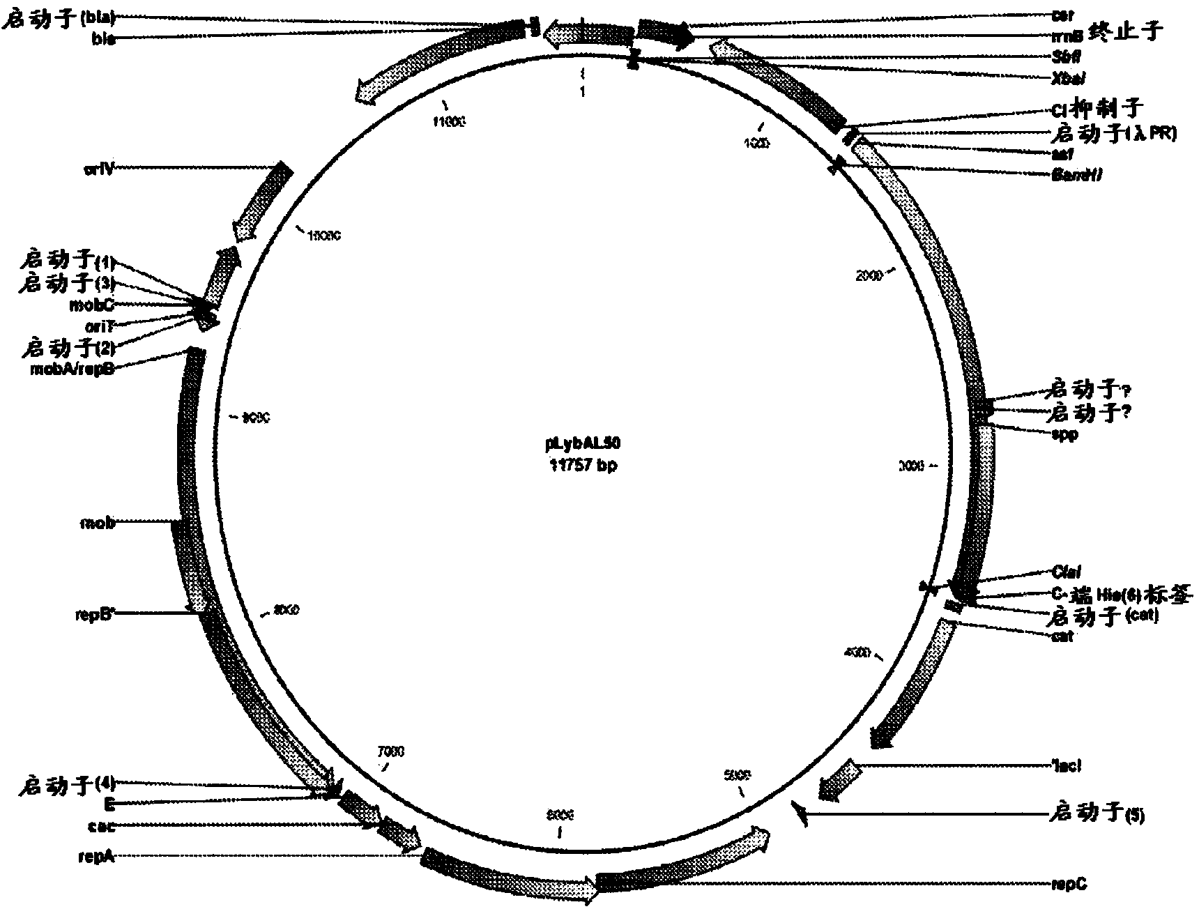 Regulated gene expression systems and constructs thereof