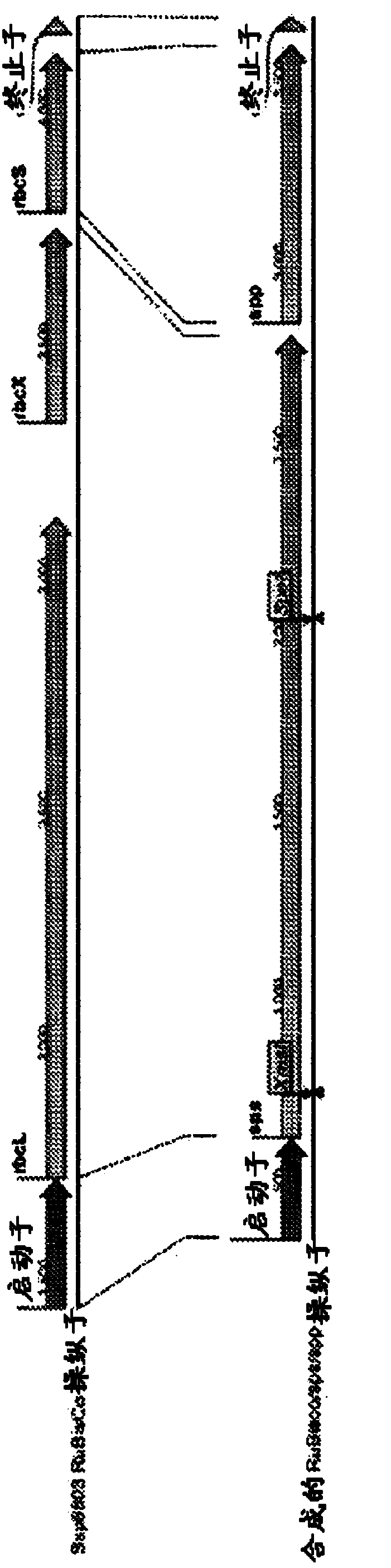 Regulated gene expression systems and constructs thereof