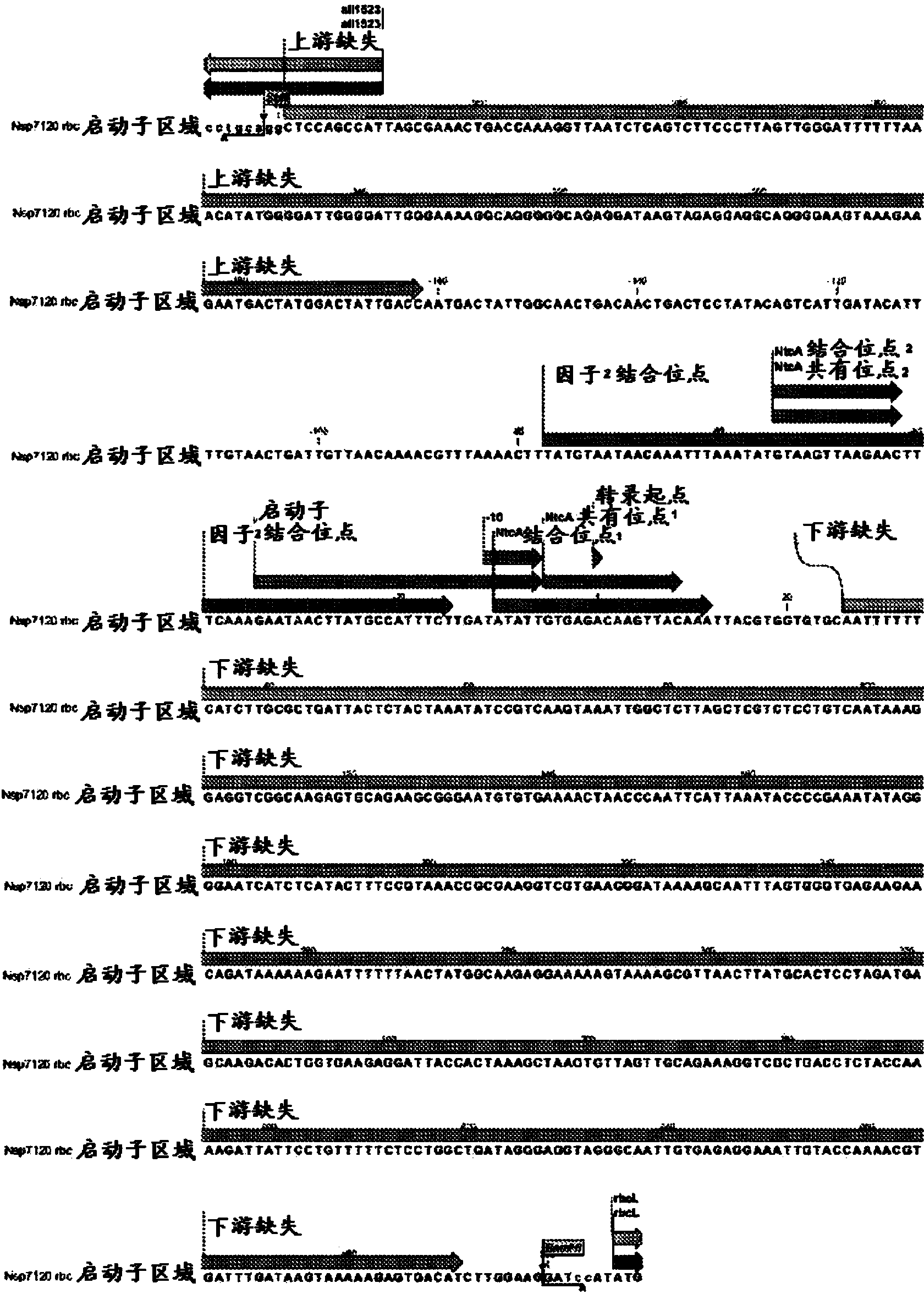 Regulated gene expression systems and constructs thereof