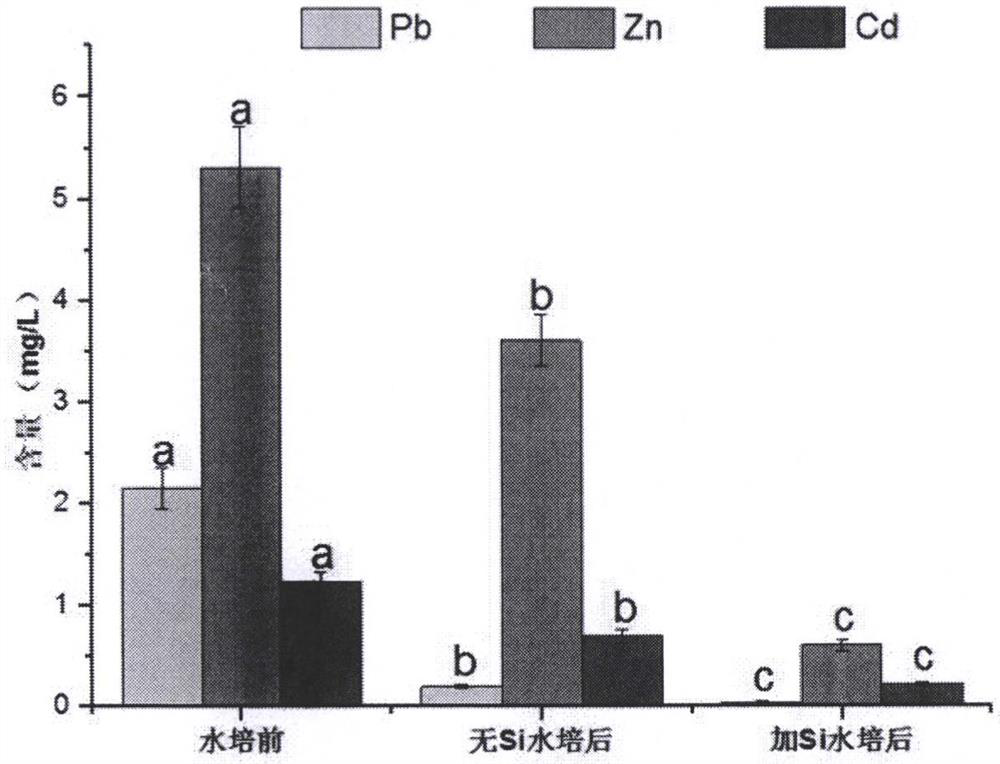 Plant-based treatment method for heavy metal sewage