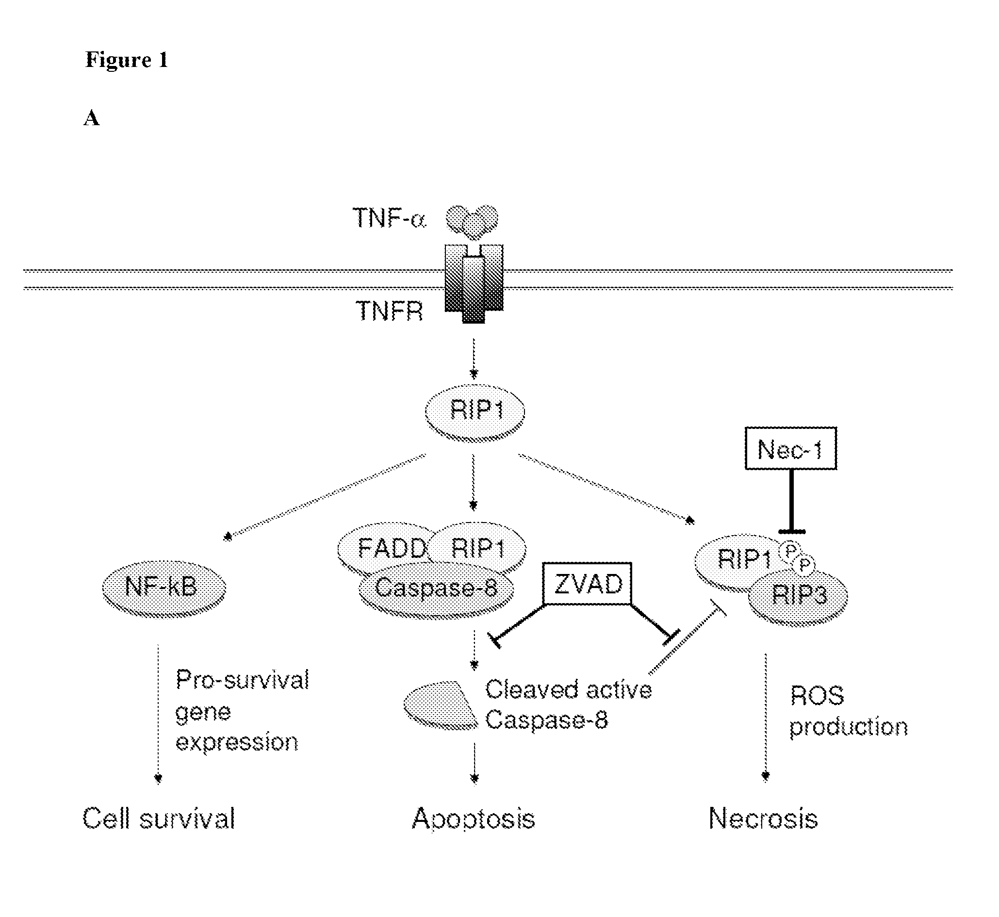 Methods and compositions for preserving photoreceptor and retinal pigment epithelial cells