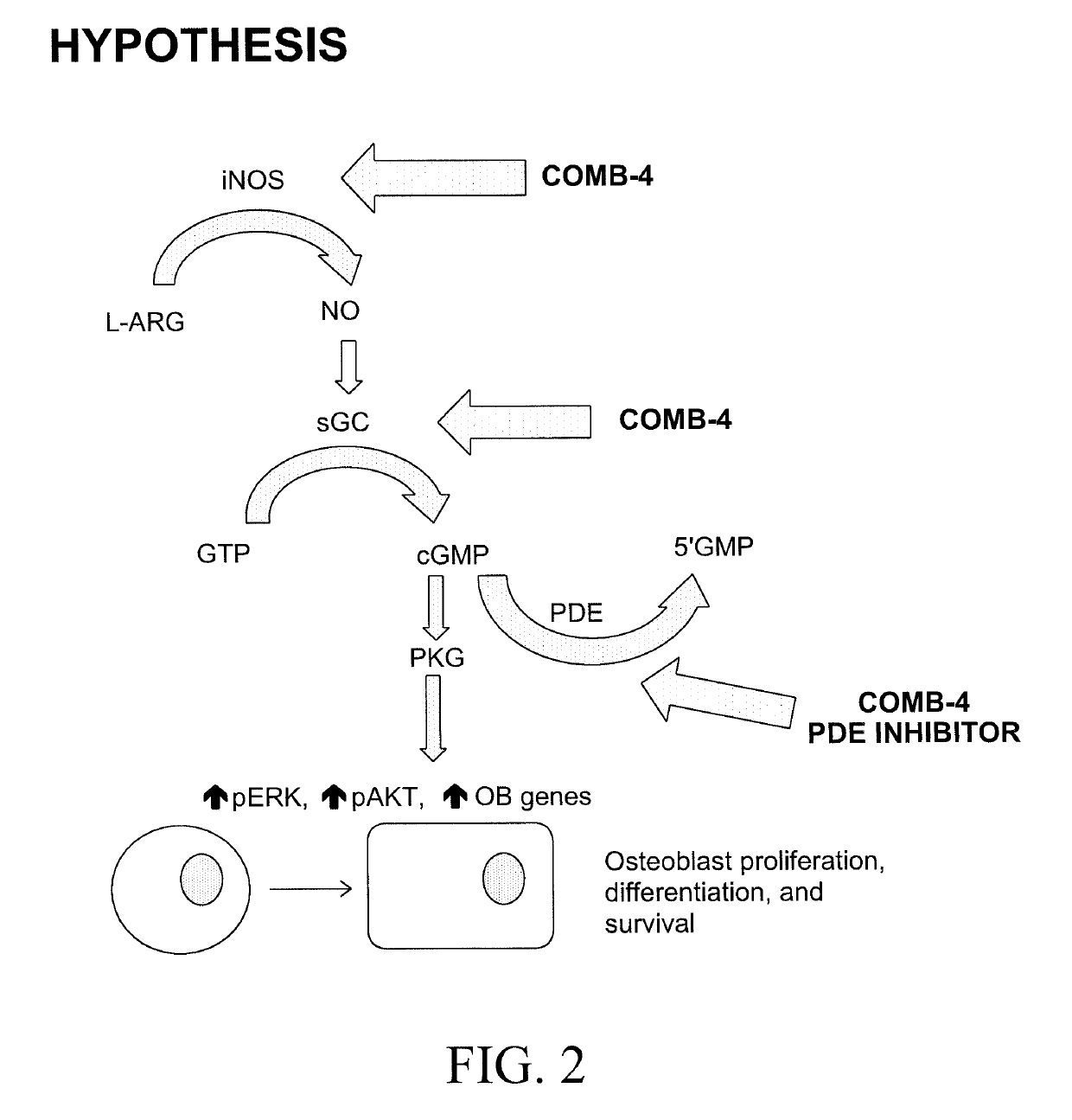 Compositions and methods for the treatment of orthopedic ailments