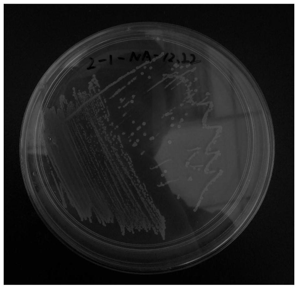 Methylotrophic bacillus and preparation method and application of inoculum containing the microorganism