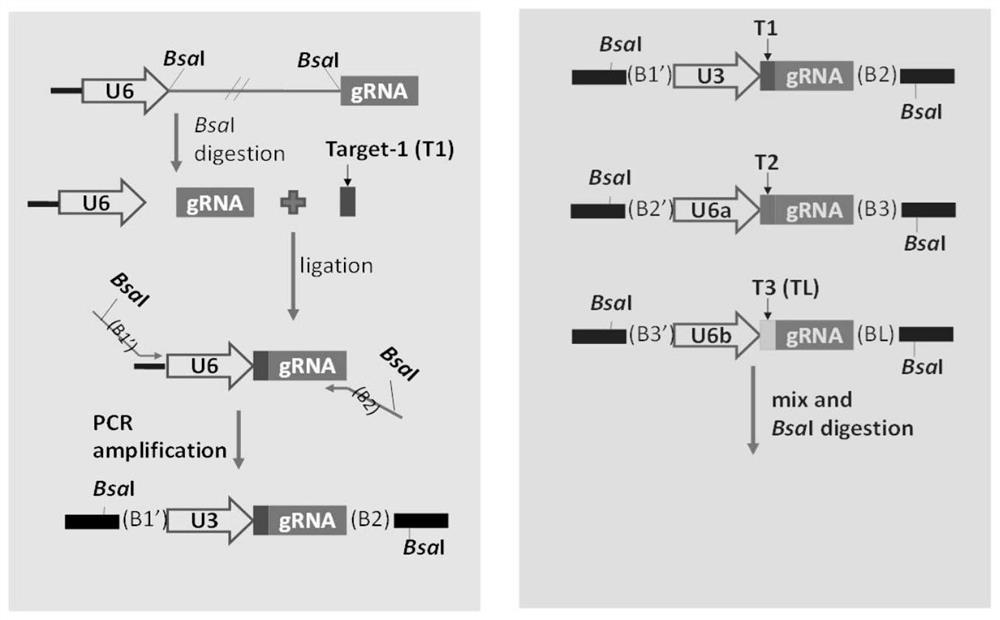 Rice gene directional editing method based on pollen tube channel introduction