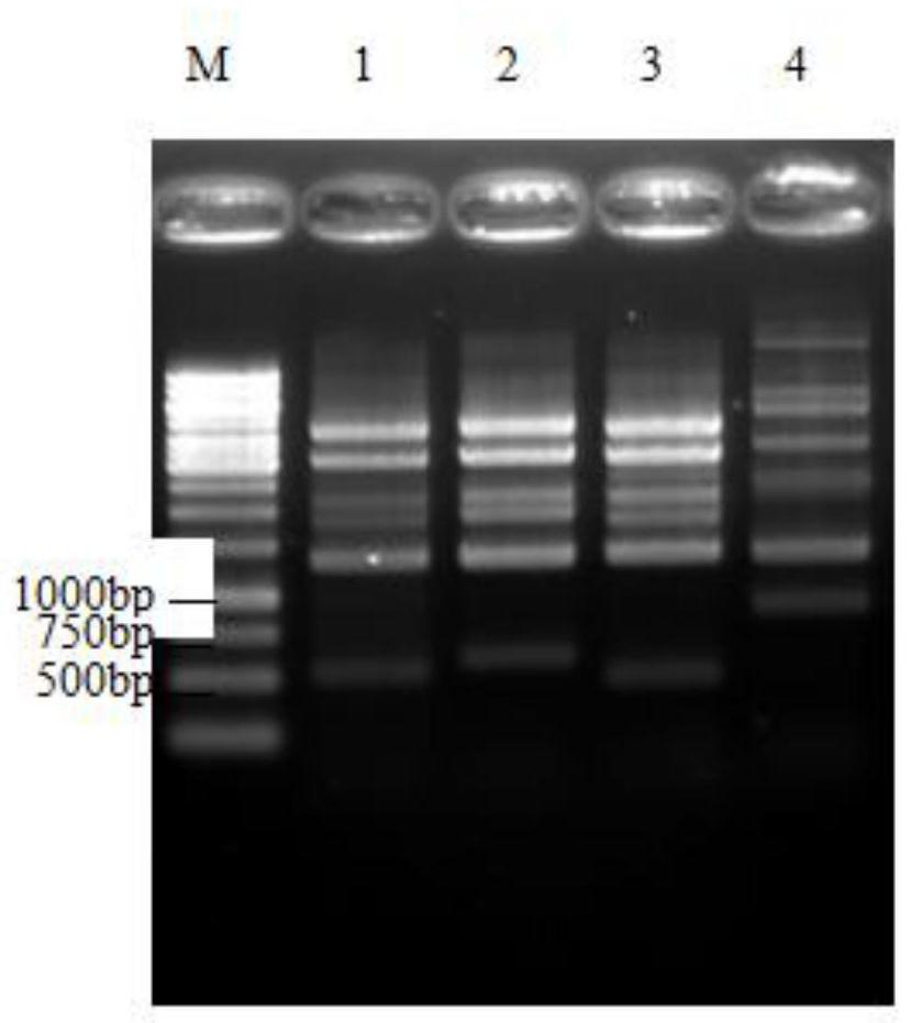 Rice gene directional editing method based on pollen tube channel introduction