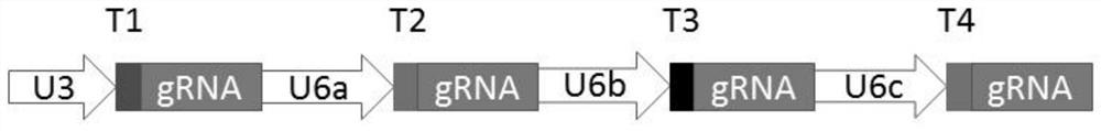 Rice gene directional editing method based on pollen tube channel introduction