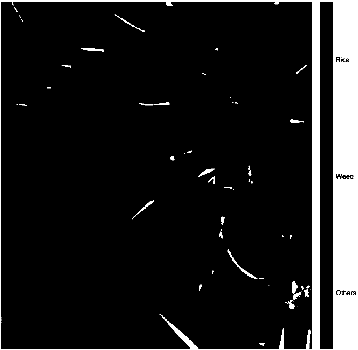 Rice seedling and seedling stage weed image semantic segmentation method, system and device and medium