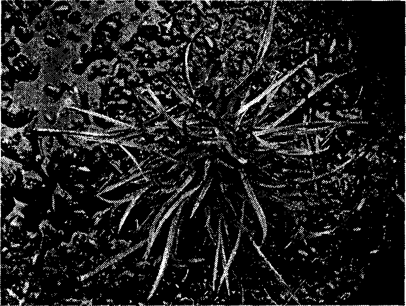 Method for establishing perennial rye-grass high efficiency gene gun conversion system and its use