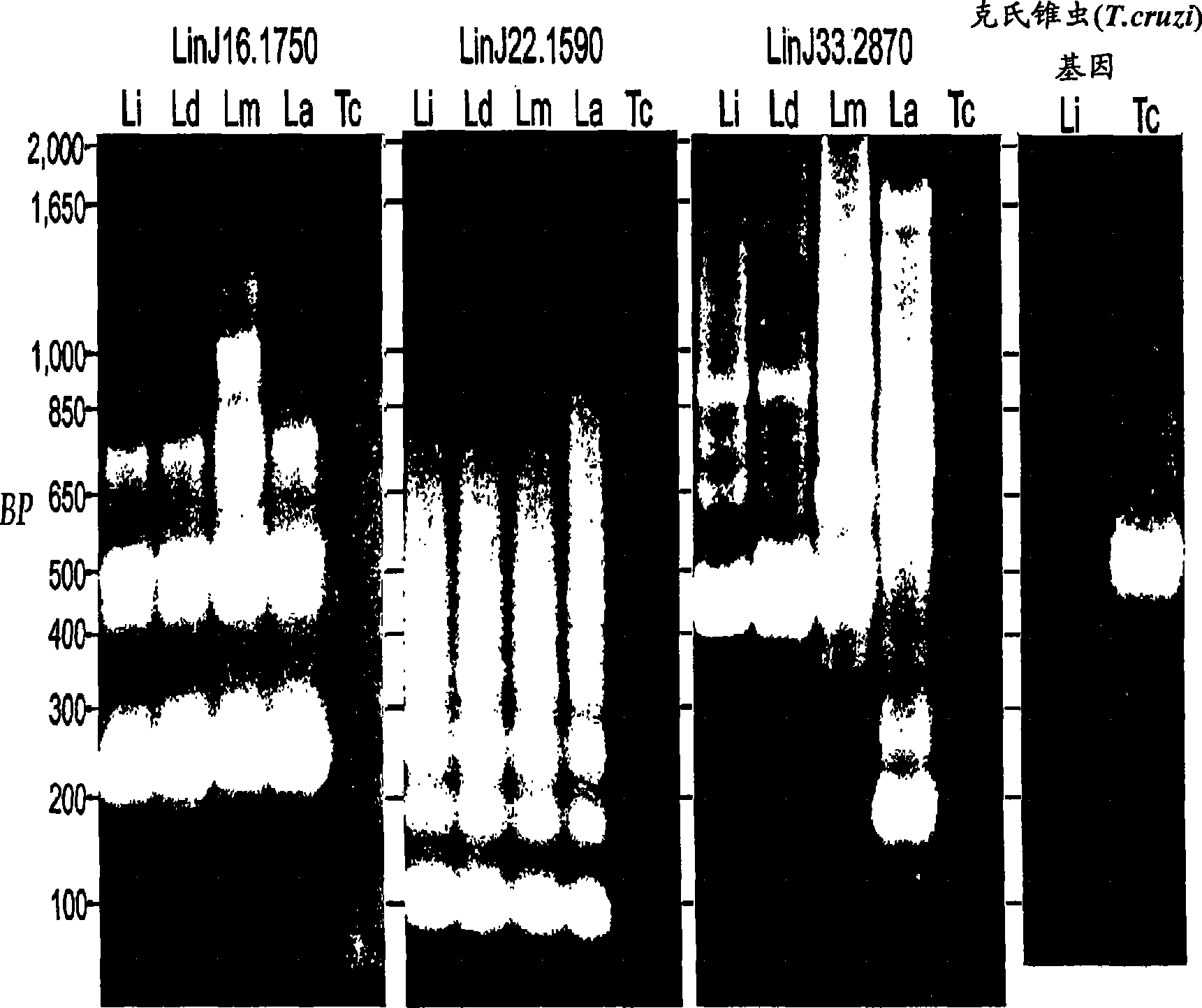 Compounds and methods for diagnosis and treatment of leishmaniasis