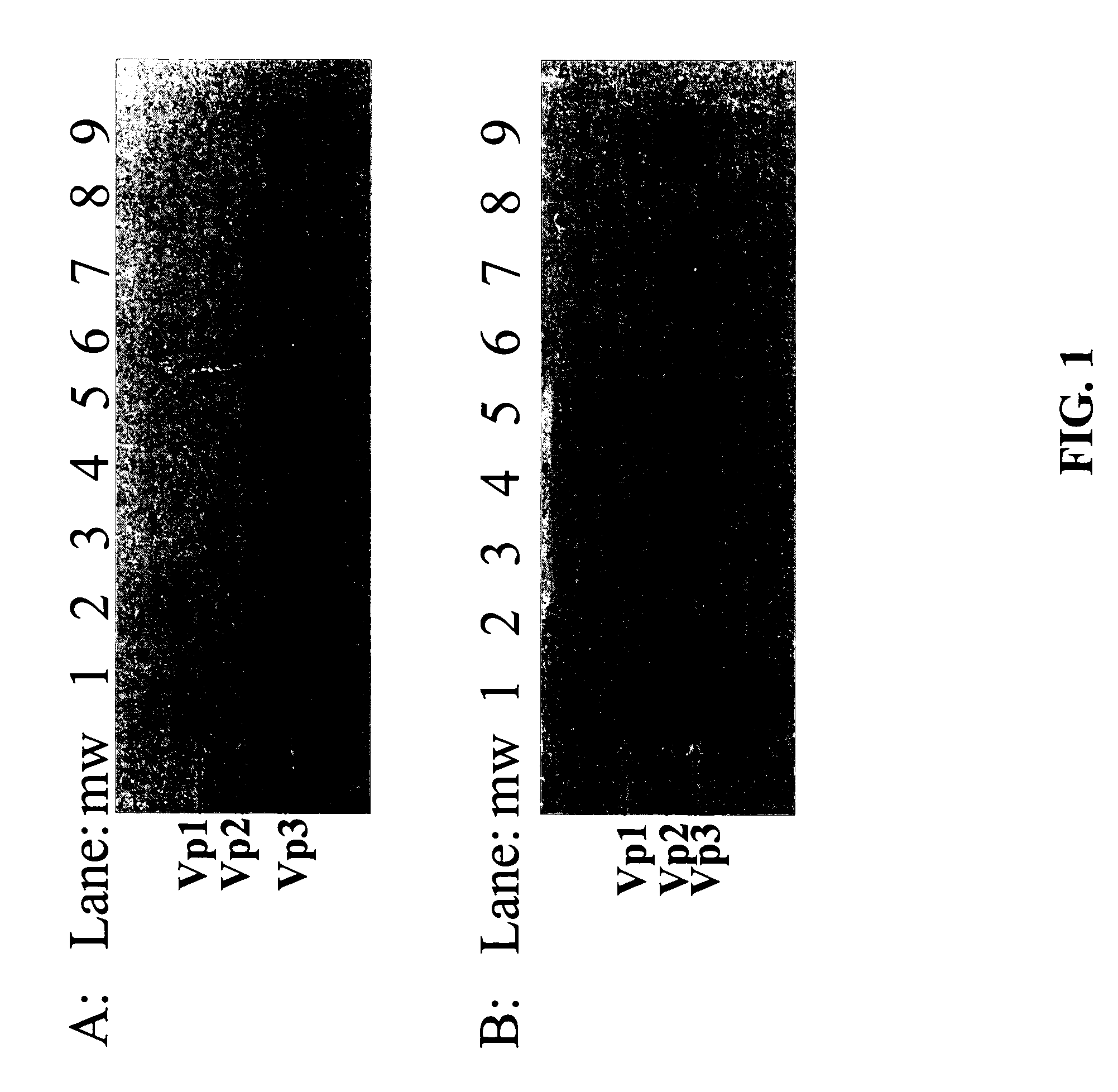 Methods for producing preparations of recombinant AAV virions substantially free of empty capsids