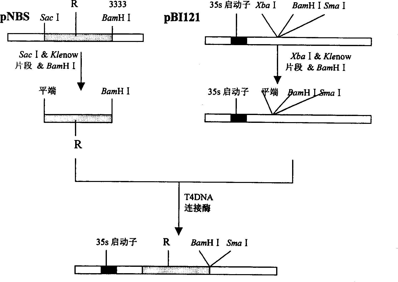 Virus expression veclor of tomato flower-leaf virus low virulent strain K