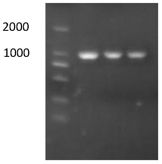 Saccharomyces cerevisiae strain for solid fermentation and its application