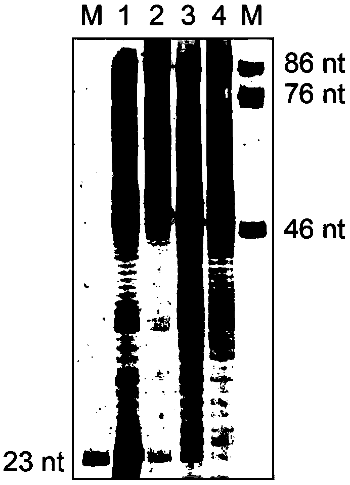 Nanopore based dislocation sequencing method for direct sequencing of non-natural nucleic acid