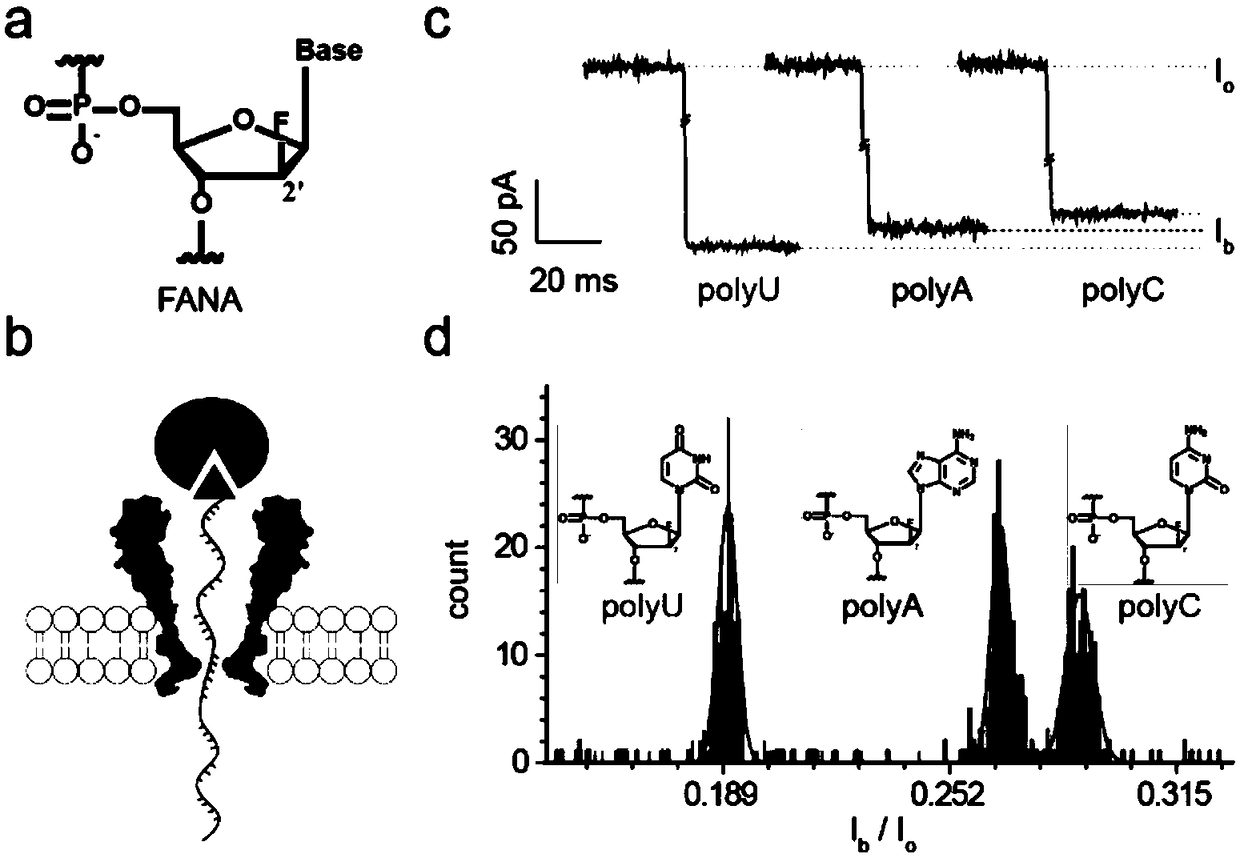 Nanopore based dislocation sequencing method for direct sequencing of non-natural nucleic acid