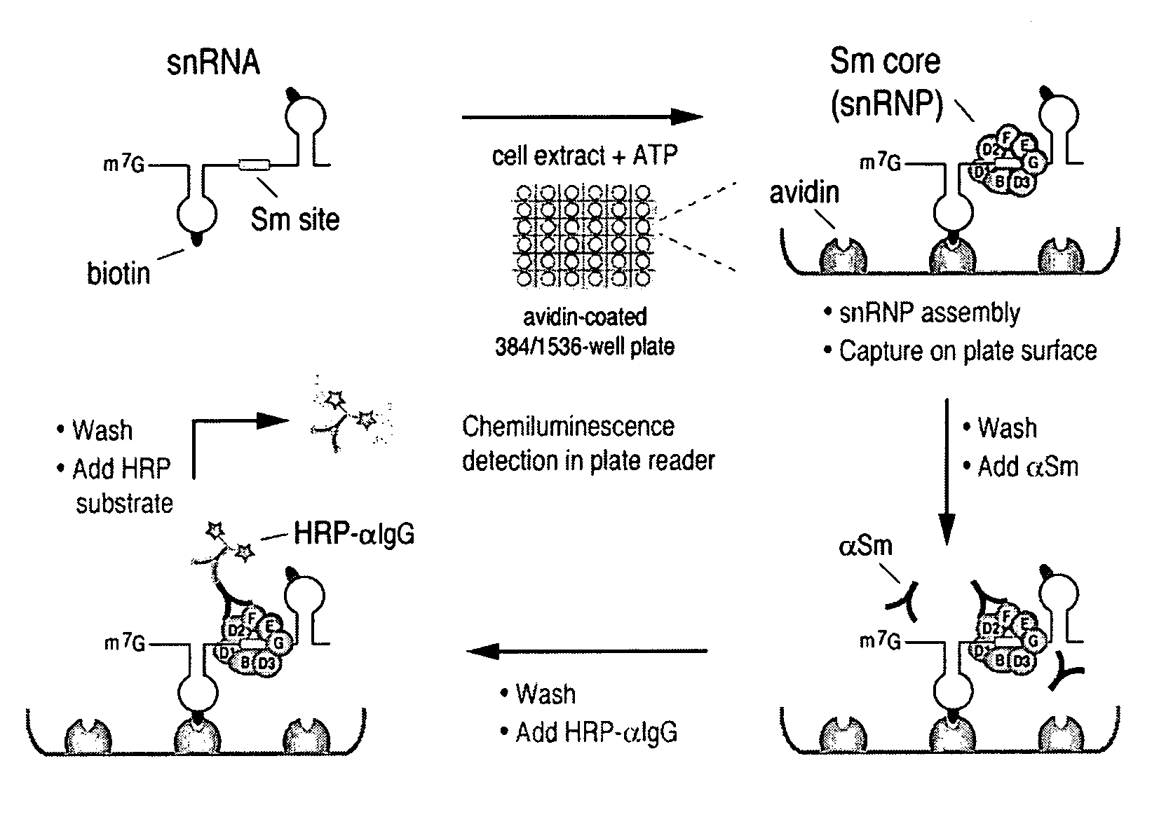 Assays for detecting small nuclear ribonucleoprotein particle assembly and survival of motor neurons activity