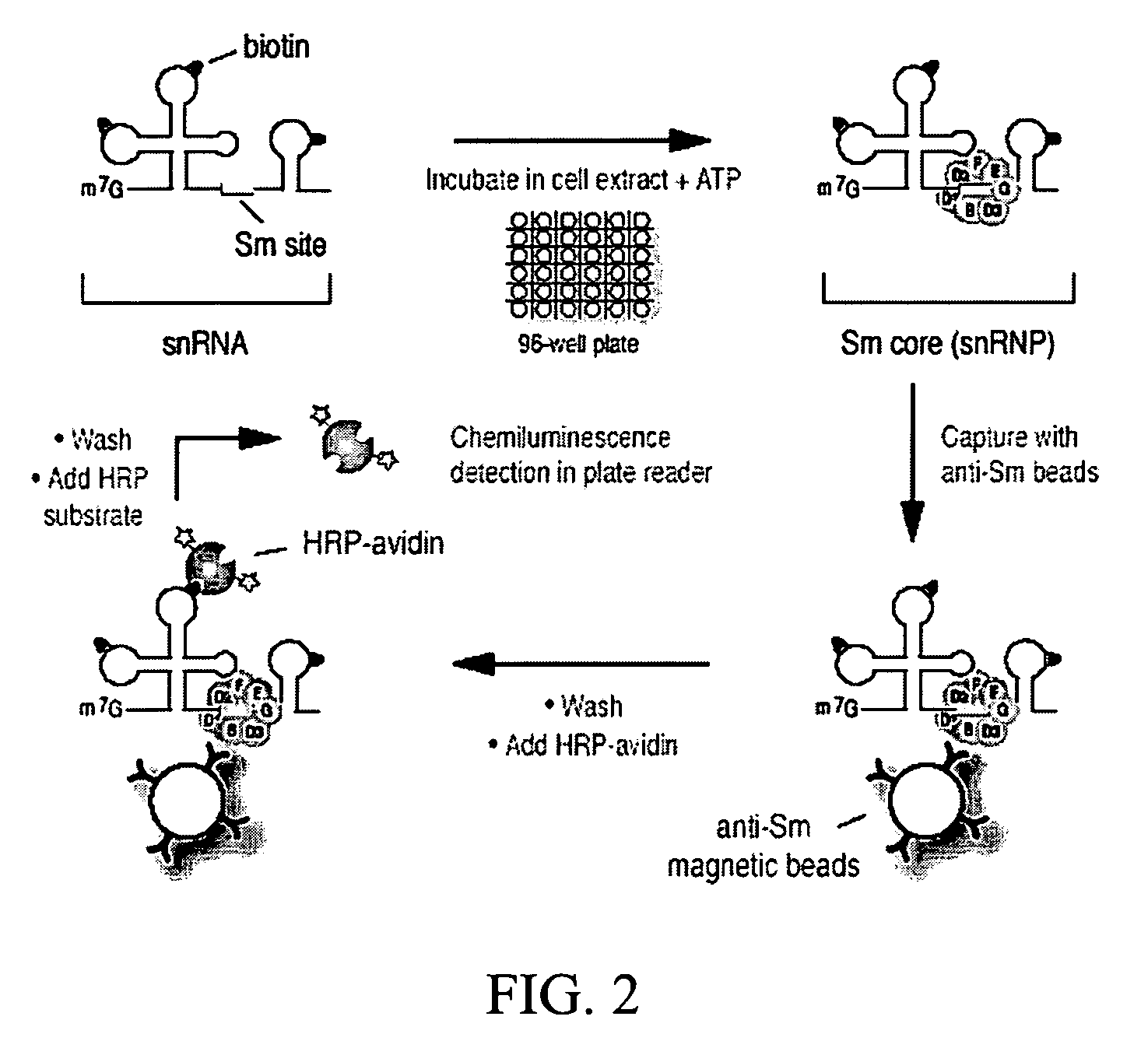 Assays for detecting small nuclear ribonucleoprotein particle assembly and survival of motor neurons activity