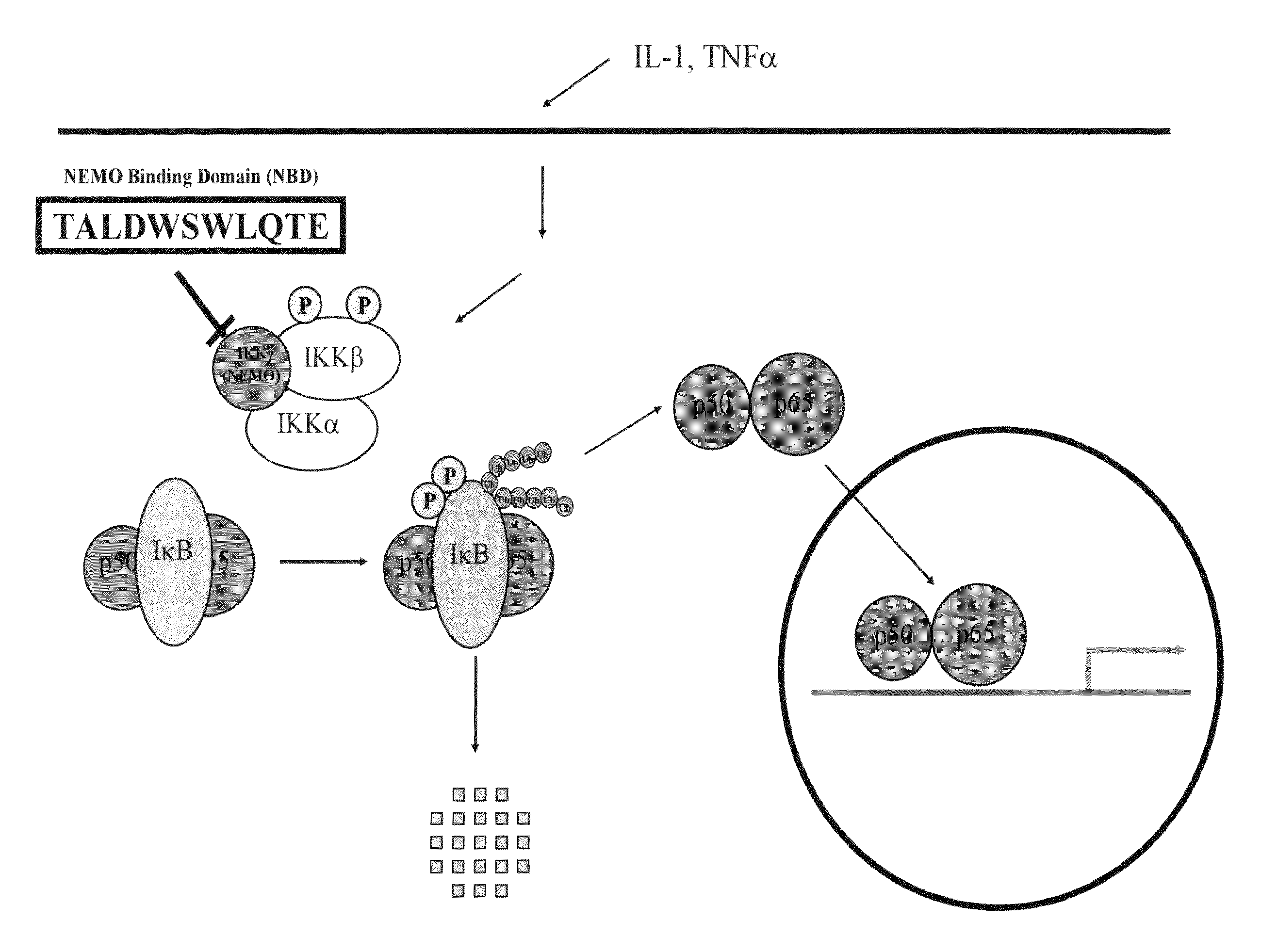 Liposome And Method For Injecting Substance To Cell Using This Liposome