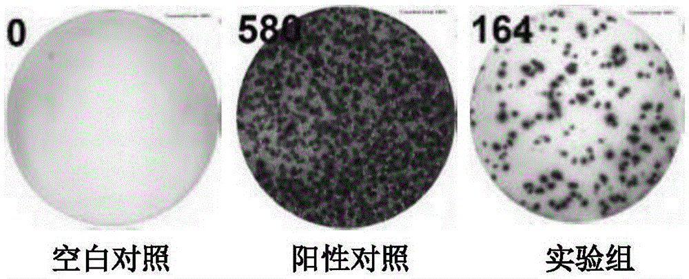 Mycobacterium tuberculosis fusion protein and application thereof in induction of peripheral blood mononuclear cells to generate cytokines