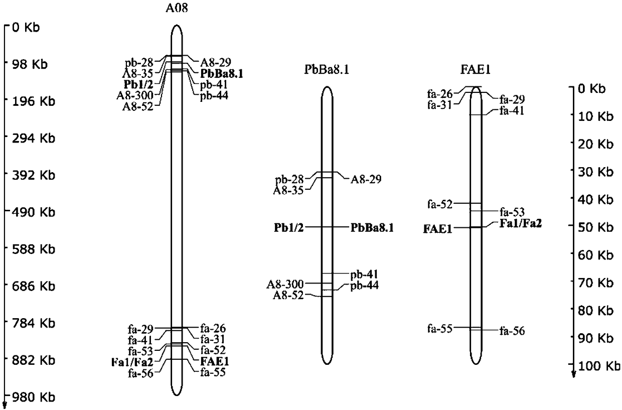 Molecular marker of high erucic acid gene in Brassica napus L. and breeding method thereof