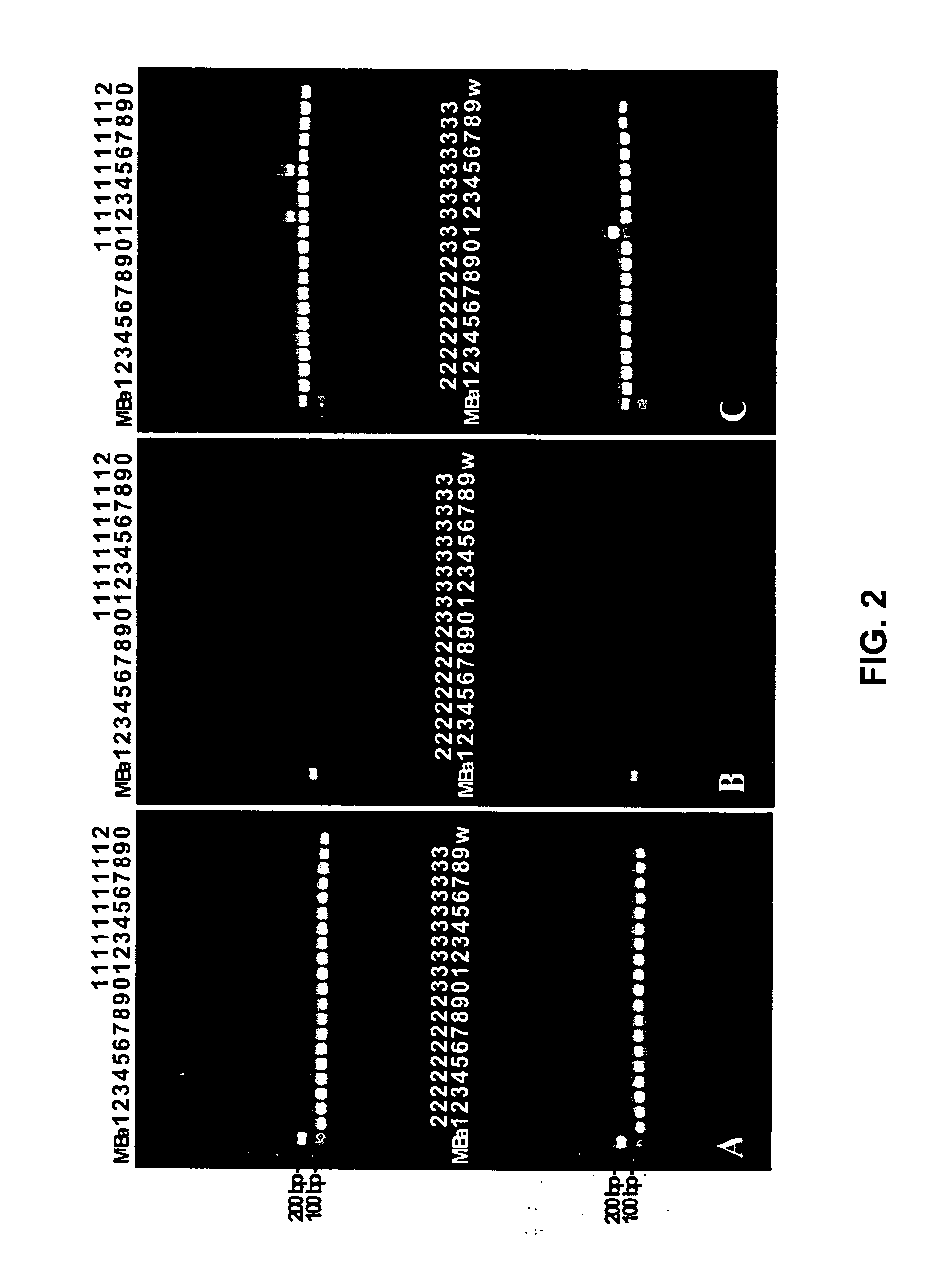 Methods and compositions for detecting Bacillus species