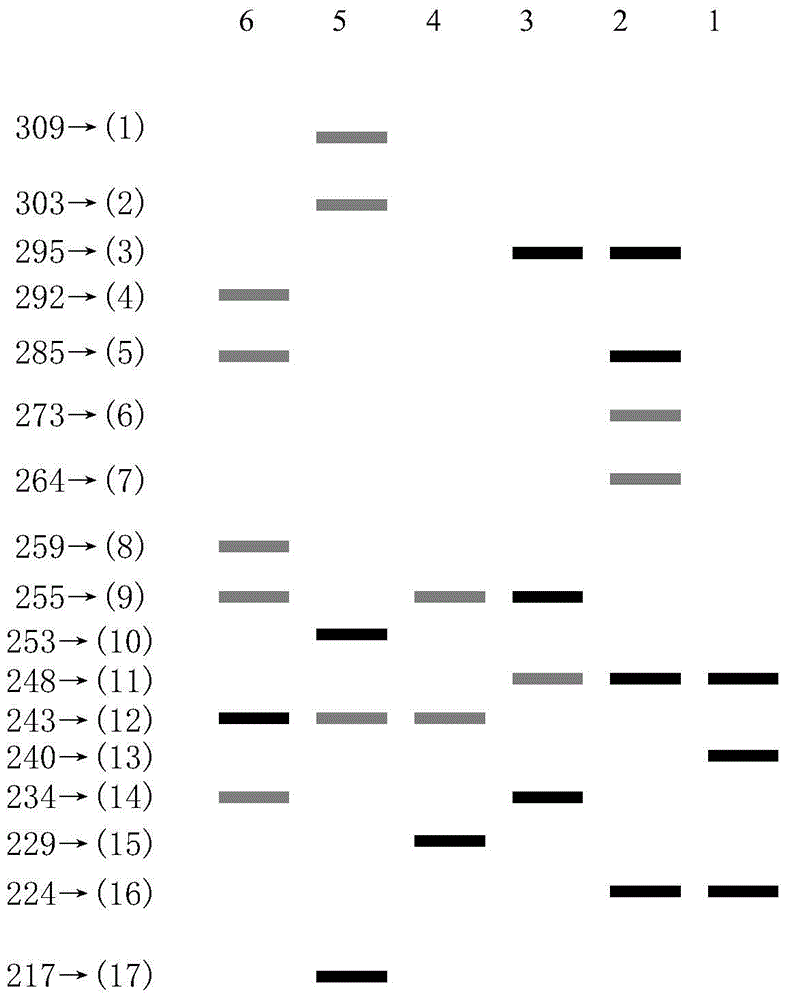 Primer and method for recognizing zoysia japonica varieties