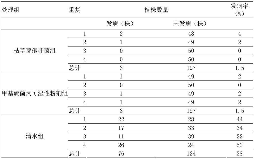 Application of a kind of Bacillus subtilis in biological control of Phellodendron blight