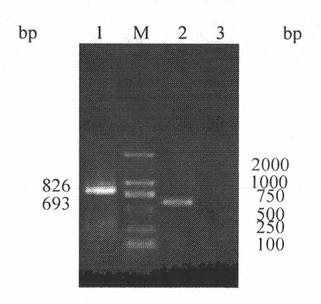 h5, h7, h9 subtype avian influenza virus detection kit