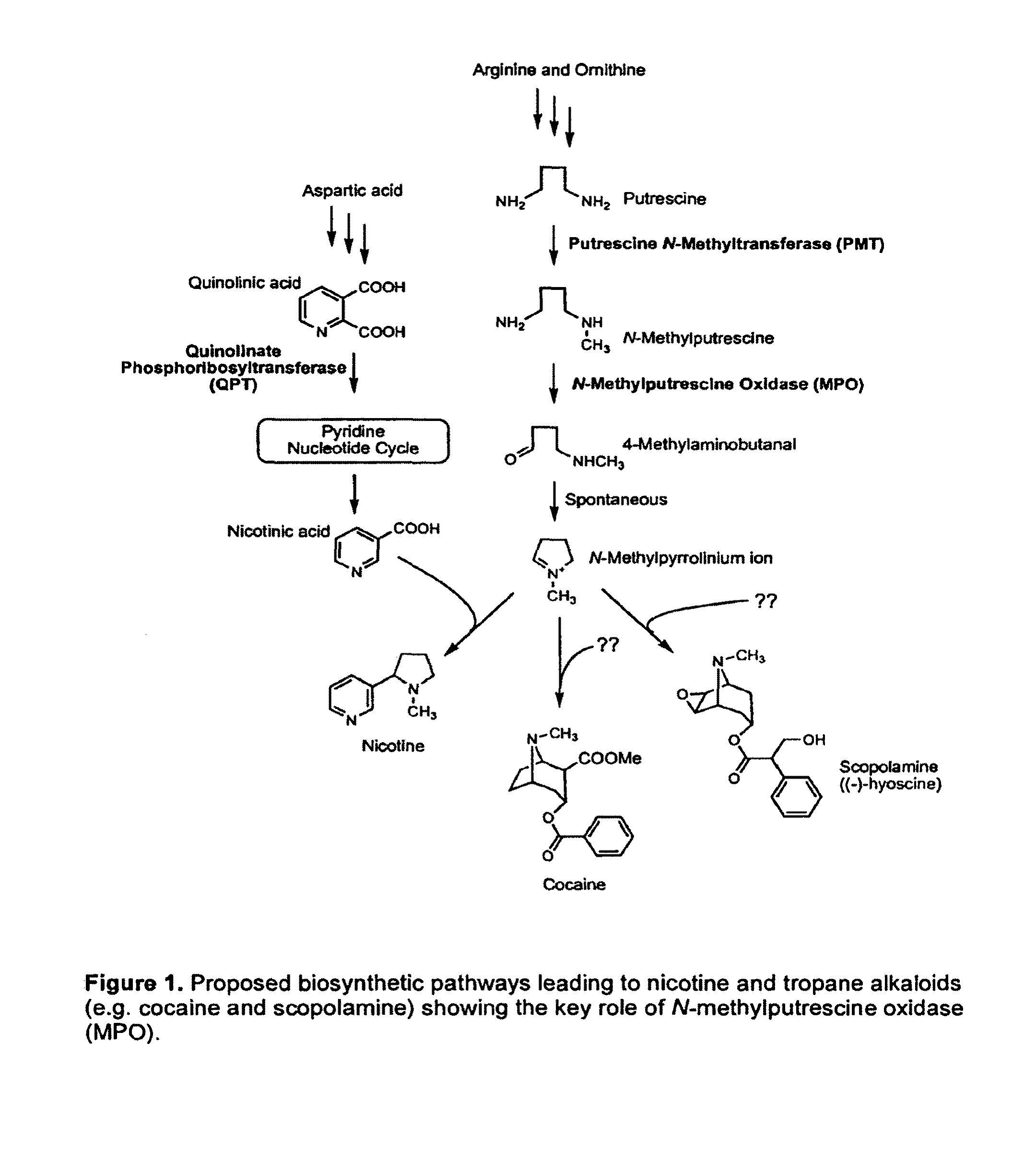 Nucleic acid encoding N-methylputrescine oxidase and uses thereof