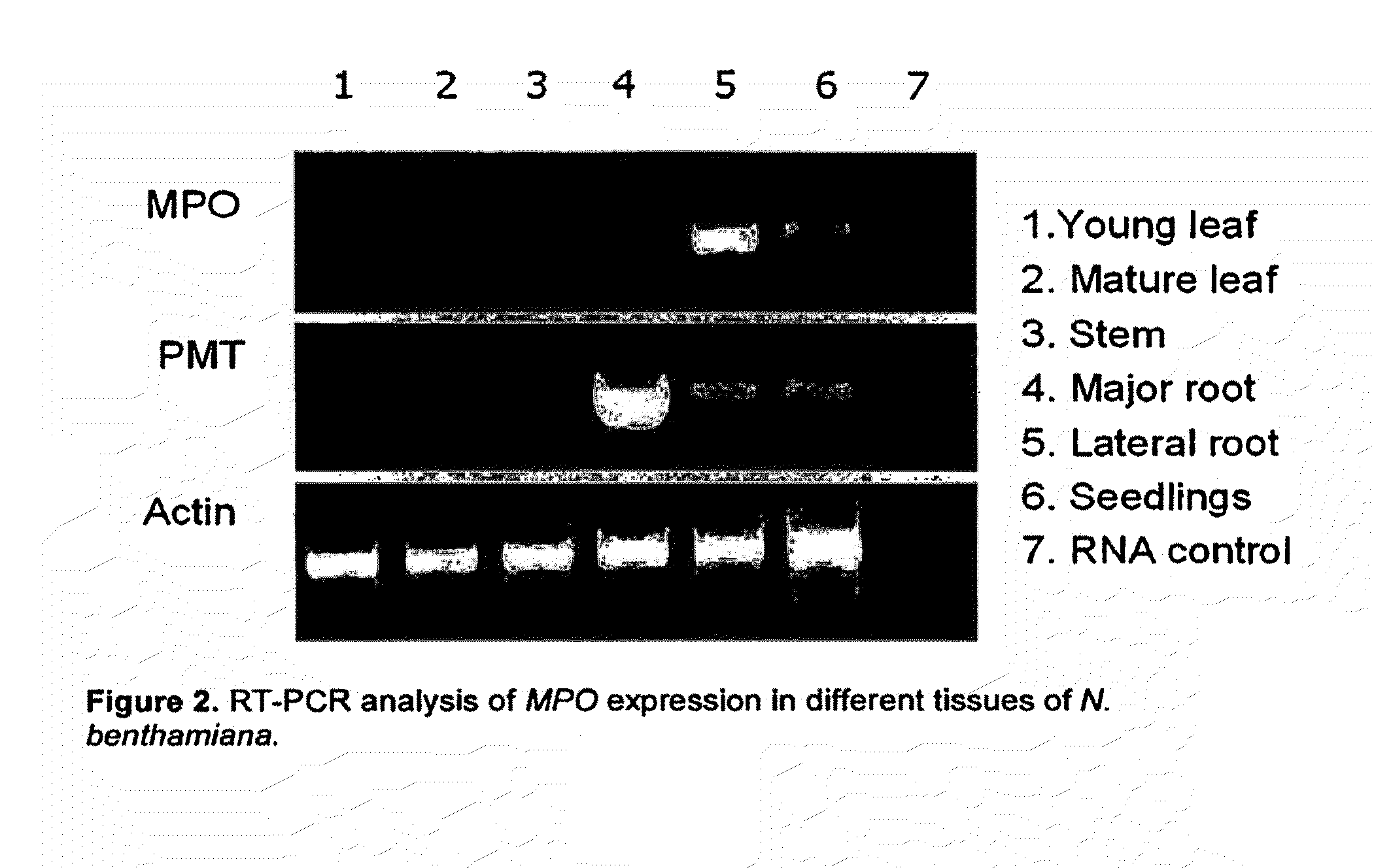 Nucleic acid encoding N-methylputrescine oxidase and uses thereof