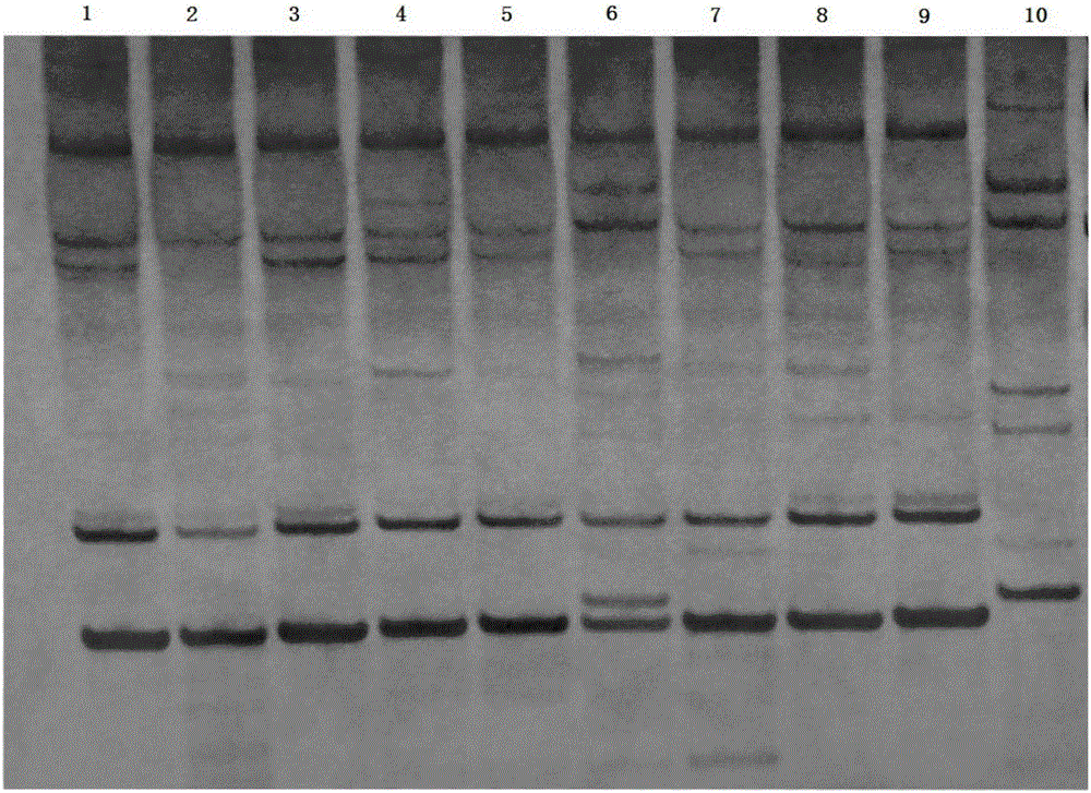 Method for screening drought-resistant variant sugarcane plants