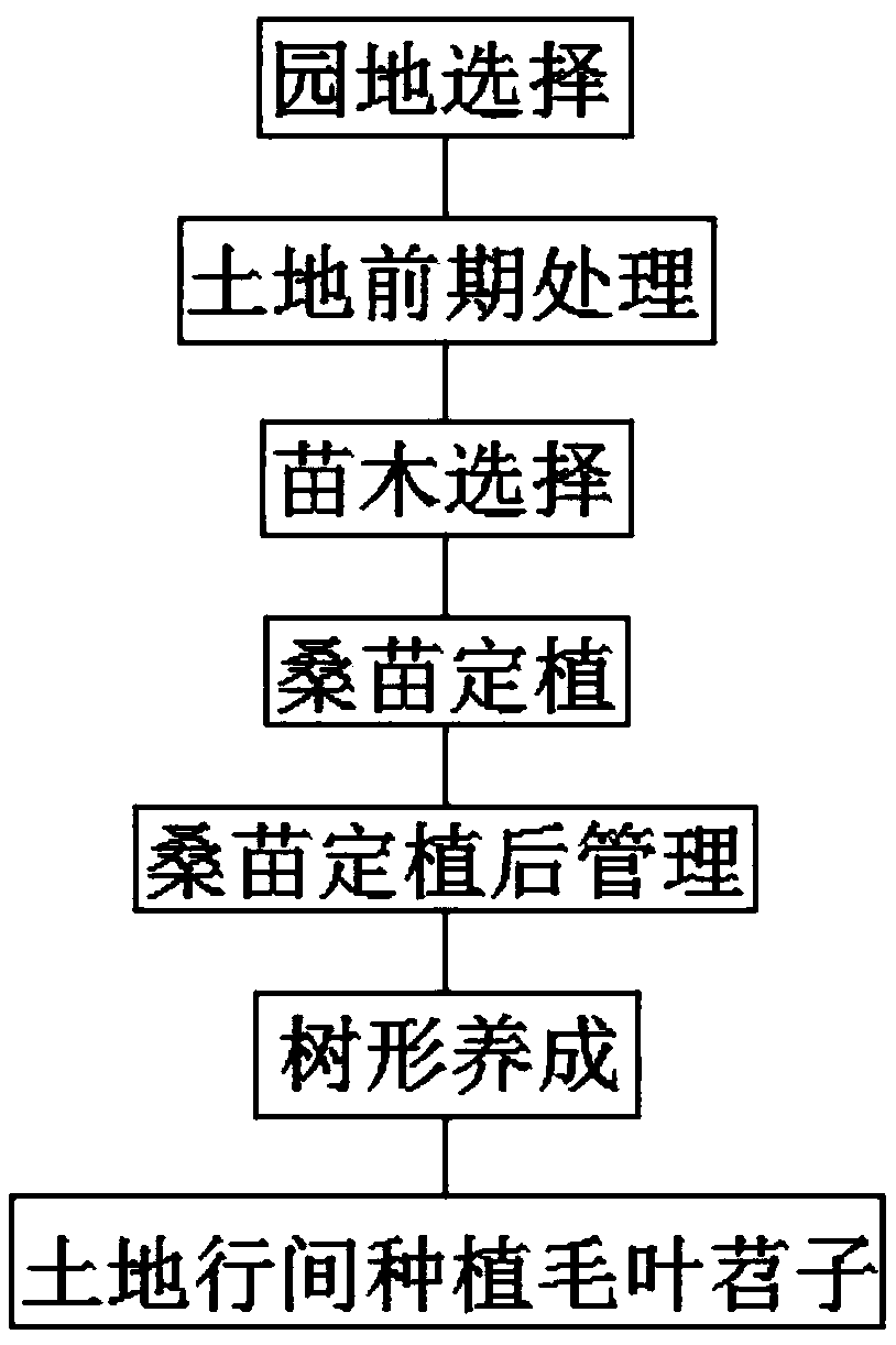 Mulberry planting method