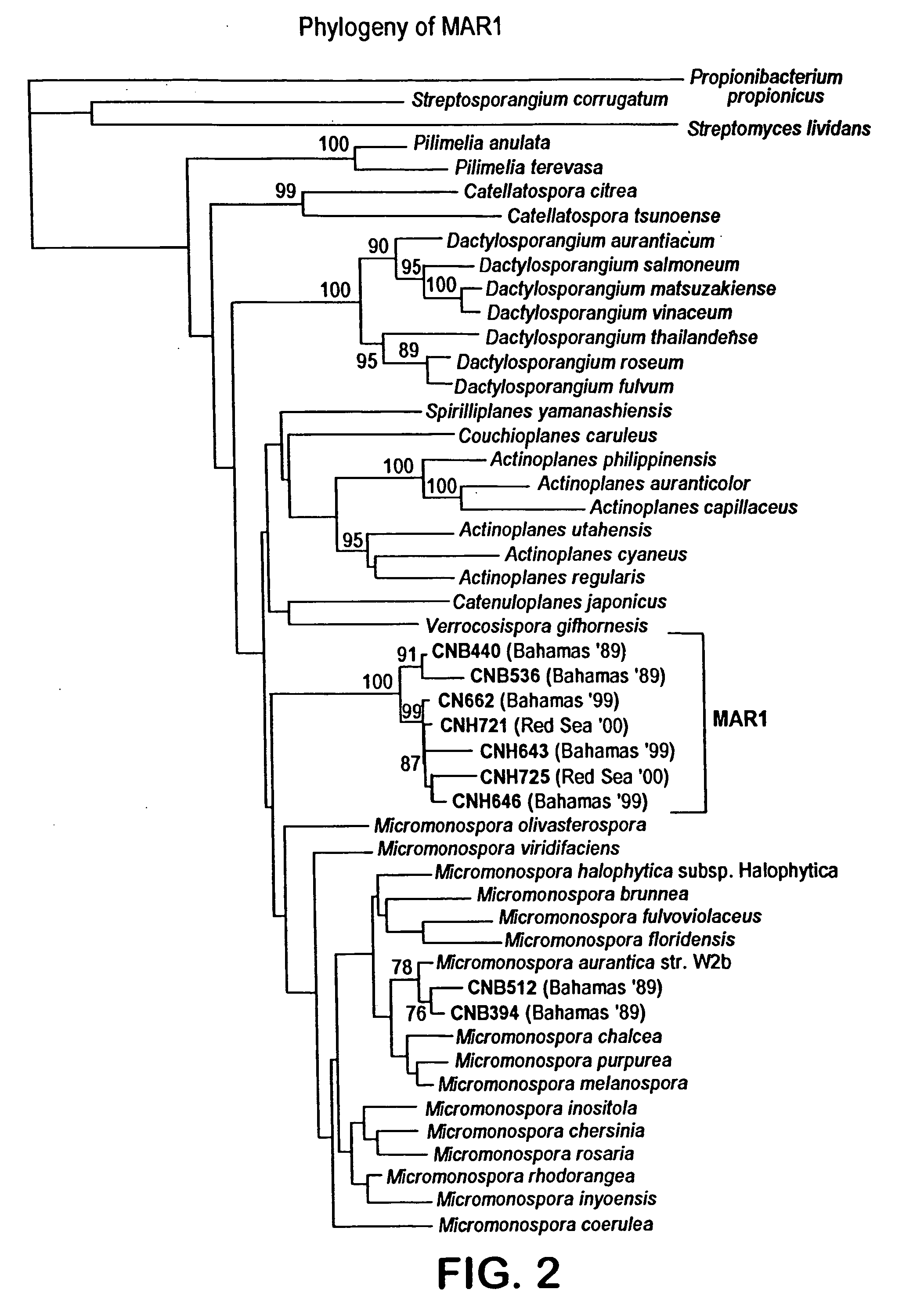 Salinosporamides and methods for use thereof