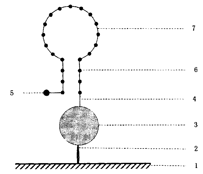 Solid phase nucleic acid detection probe and preparing method thereof