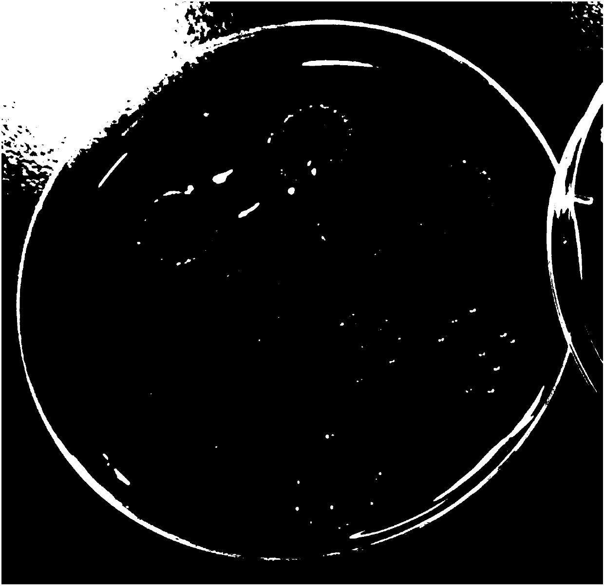 Applications of Bacteroides fragilis in preparation of inducer for inducing polarization of macrophages into M1 macrophages