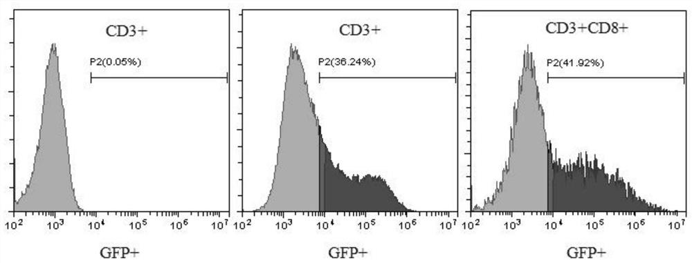 Immune cell overexpressing CCR2 and application thereof