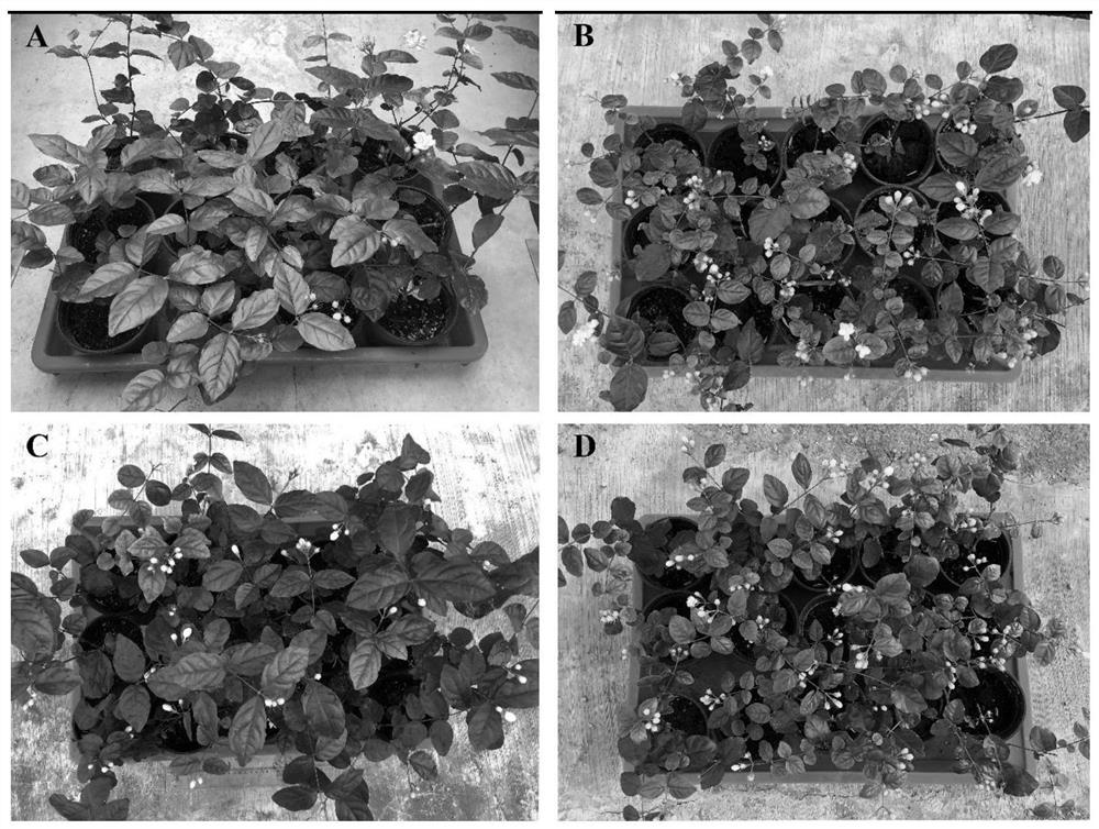 A treatment agent and method for improving the flowering quantity of jasmine