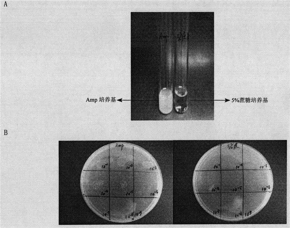 Expression vector for constructing high-quality bacteriophage antibody library