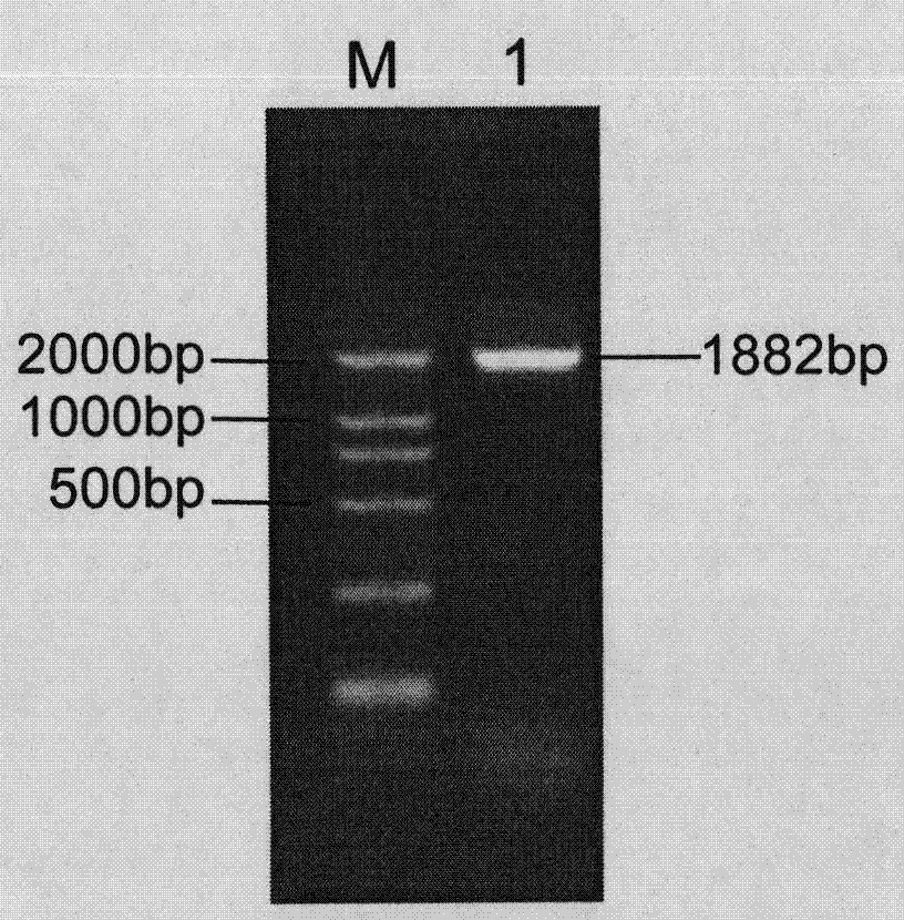 Expression vector for constructing high-quality bacteriophage antibody library