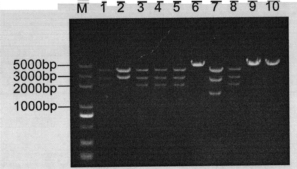 Expression vector for constructing high-quality bacteriophage antibody library