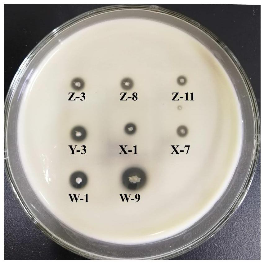 Gluconobacter oxydans and application thereof