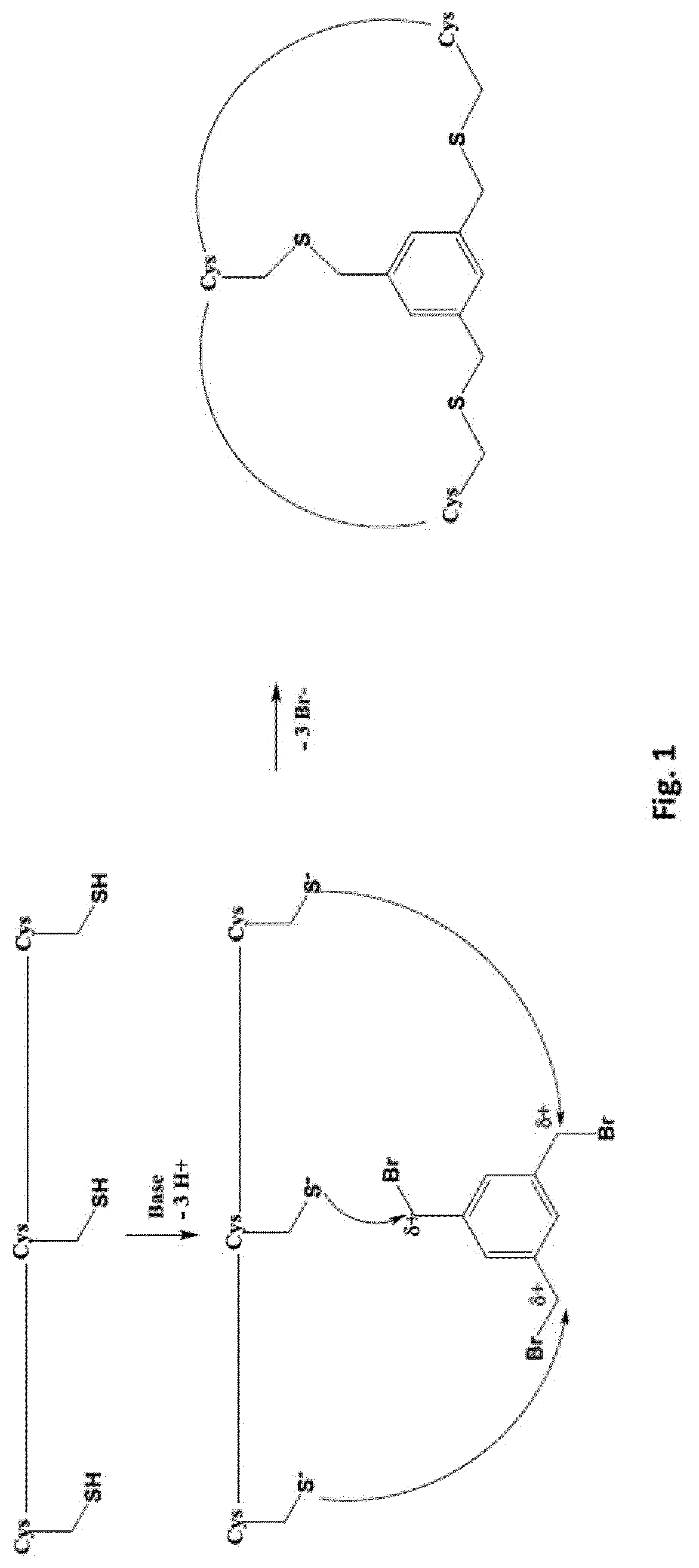 PEPTIDE LIGANDS FOR BINDING TO EphA2