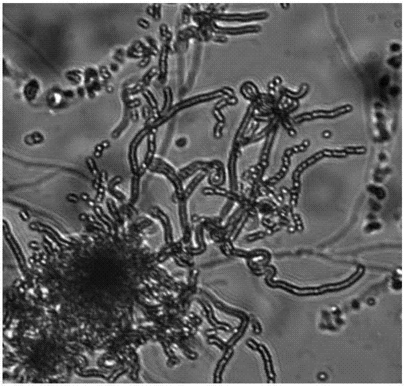 Nematicidal streptomyces albidoflavus and application thereof