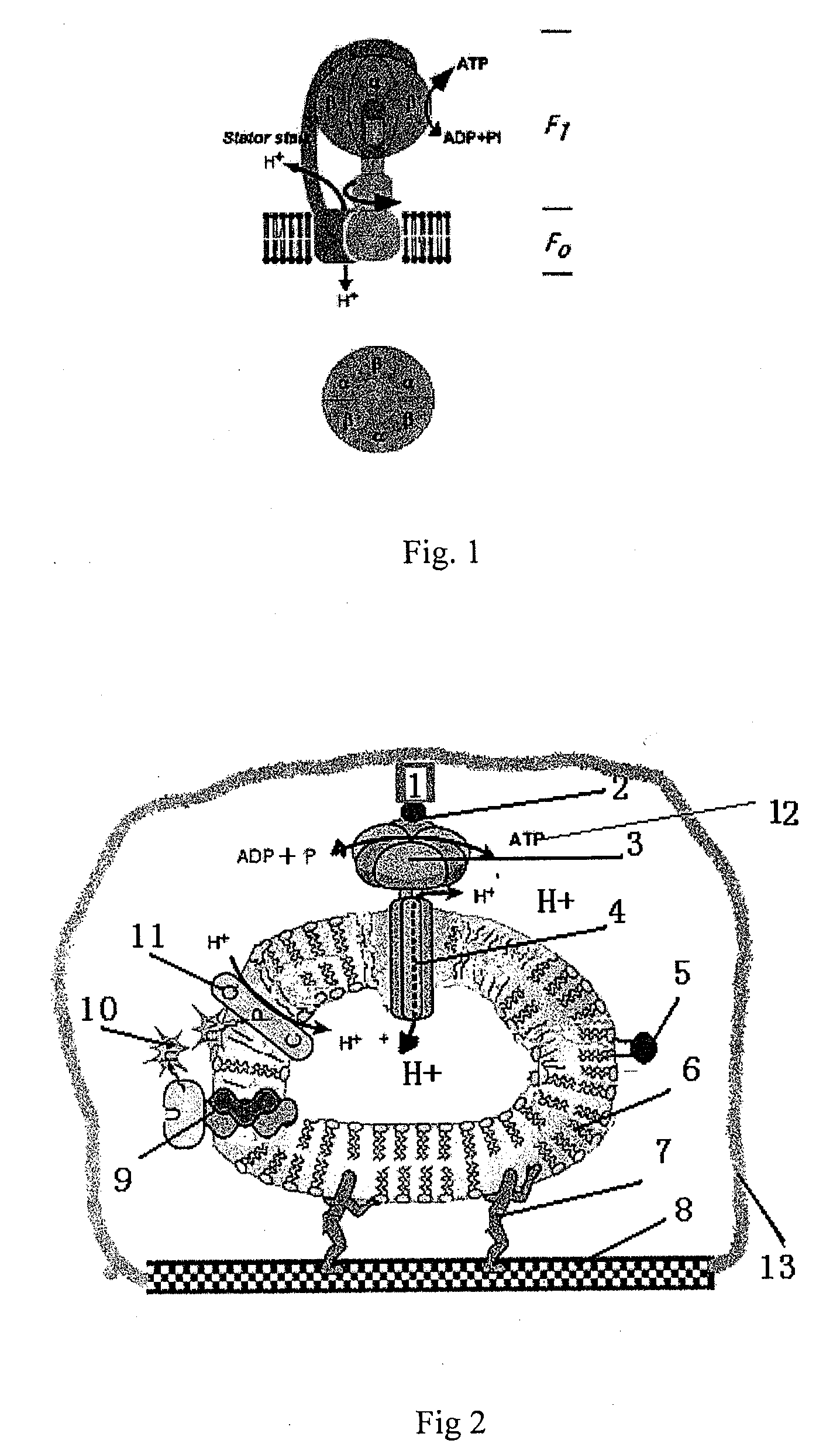 Adjustable molecular motor micropower biosensor and its application