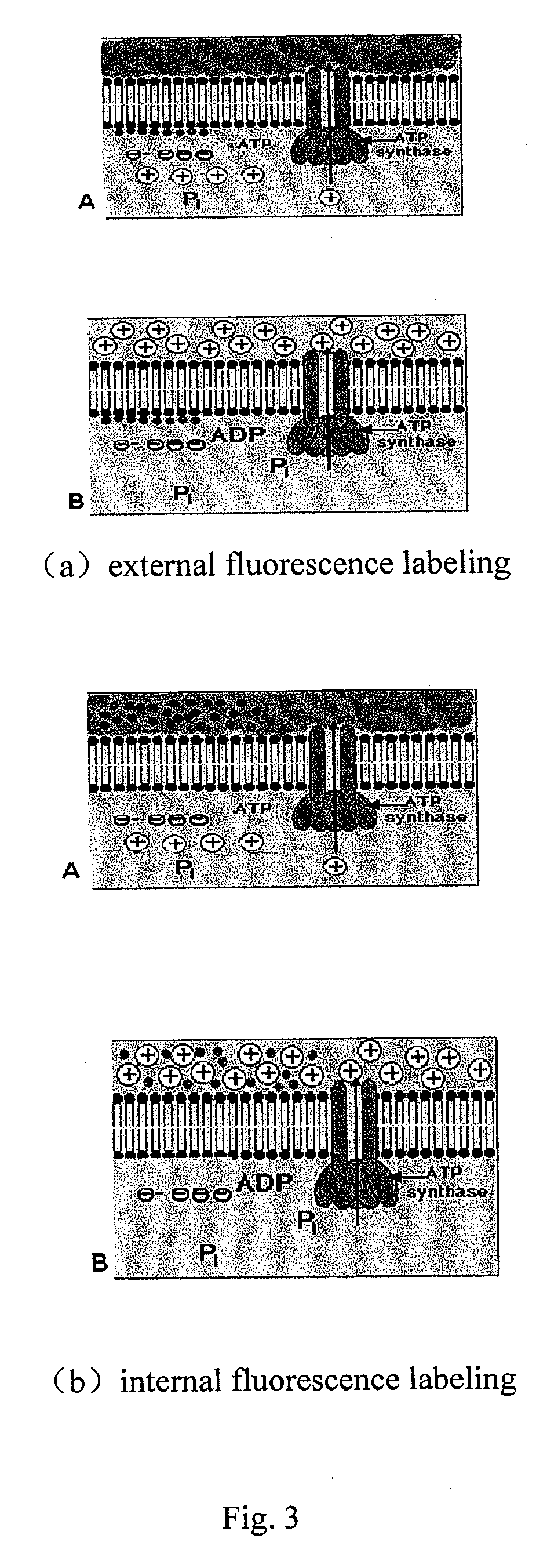 Adjustable molecular motor micropower biosensor and its application