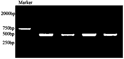 Method for detecting fat coverage rate of Simmental cattle carcass by using DLK1 gene markers