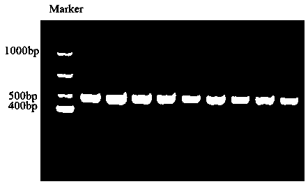 Method for detecting fat coverage rate of Simmental cattle carcass by using DLK1 gene markers