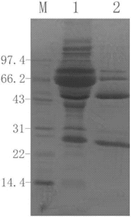 Mouse anti-human CD61 monoclonal antibody hybridoma cell line, monoclonal antibody and preparation method and application thereof and flow cytometry detection reagent